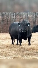 Most Expensive Qurbani Bull In Pakistan