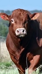 Most Expensive Qurbani Bull In Pakistan