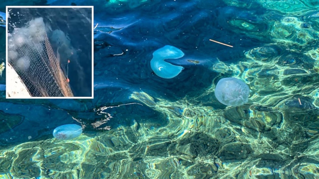 Akdeniz'i istila etti! Ağları yırtıyor, balıkçıları tedirgin ediyor