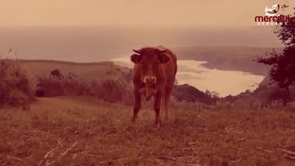 This Red Cow marks the Age of Dajjal #islamicvideos #israel #palestine