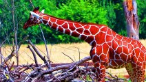 THE BEAUTY OF ANIMALS 8K ULTRA HDR VIDEO _ Beautiful Animals 8k Ultra HD Video