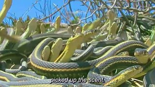 Slithering Elegance: The Enigmatic Garter Snake