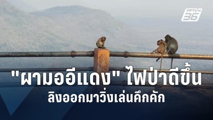 ชมความน่ารัก ลิง "ผามออีแดง" ออกมาวิ่งเล่น | PPTV Online