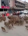 gangues de macacos, tailândia