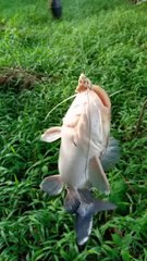 Mancing di sore hari