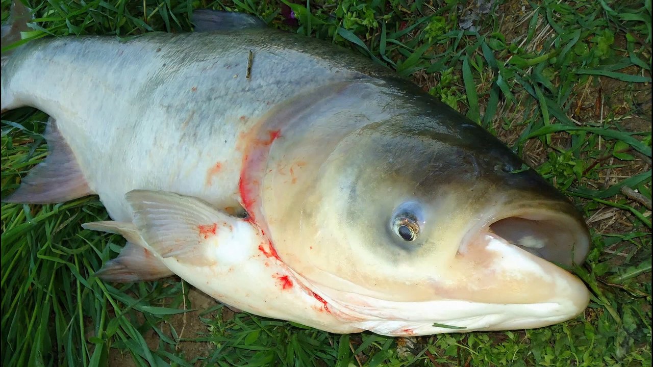 Hypophthalmichthys 07