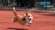 Corgi patrol: China’s first corgi police dog