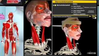 How the Muscles Work_  3D Anatomy _ Diagrams(720P_HD)