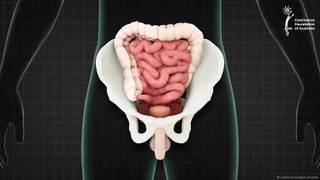 Male pelvic floor muscle - 3D animation(720P_HD)