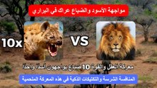 معركة العقل والقوة: 10 ضباع يواجهون أسدًا واحدًا