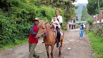 NAIK DELMAN ISTIMEWA | Lagu Anak Indonesia