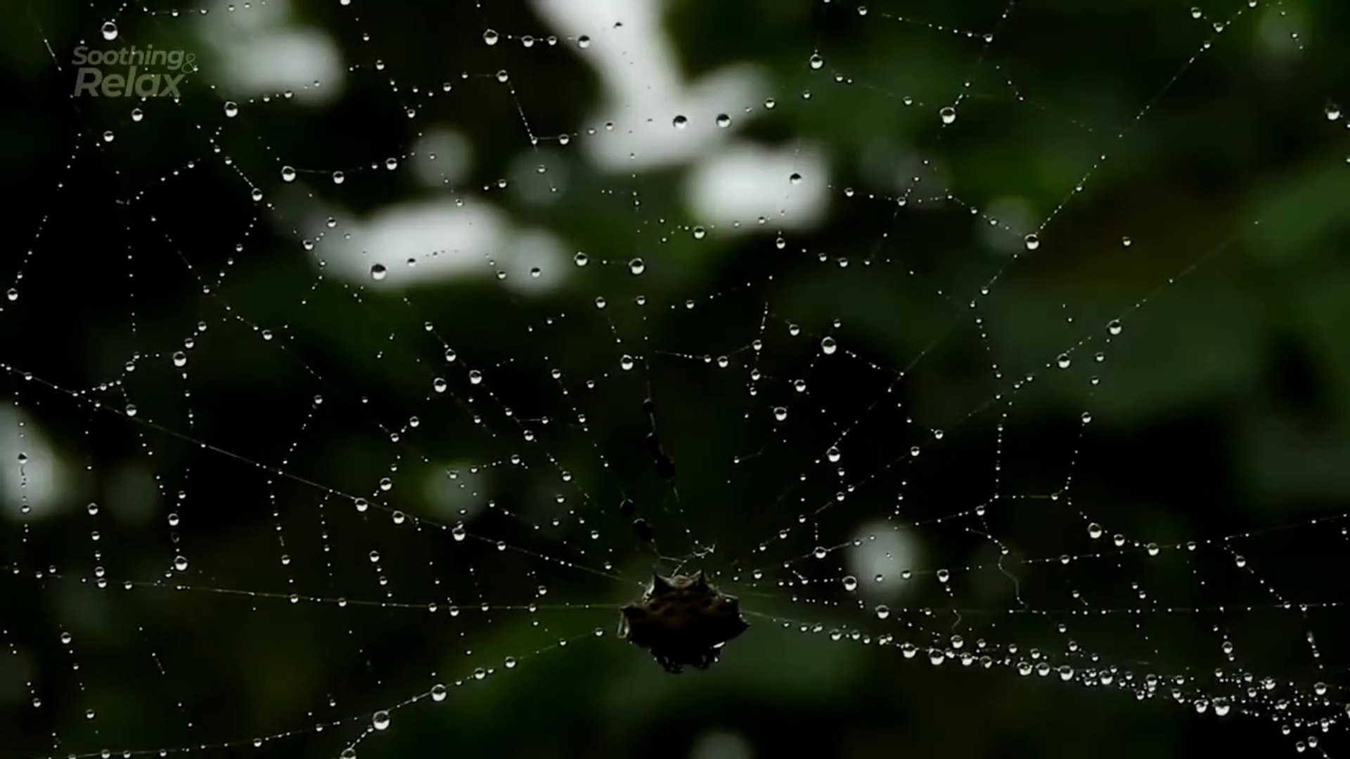 ⁣Light Rain, Frog, Insect, Birds - Relaxing Nature Sounds for Sleeping