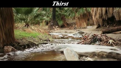 A Curse Drinks Water, He Will Be Transported To The Desert - movie