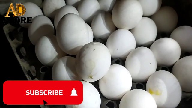 Egg Rate in LAHORE market today DAILY UPDATE PRICE AD STORE ..20 DECSEMBER 2021