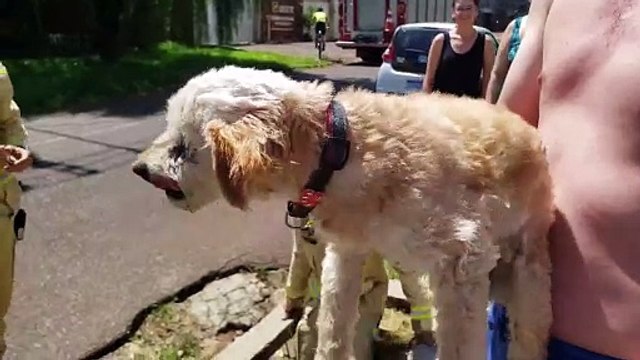 Mais um cachorro é resgatado pelo Corpo de Bombeiros, desta vez no Pioneiros Catarinenses