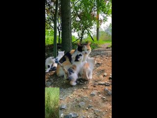 Bermacam macam tingkah laku kucing