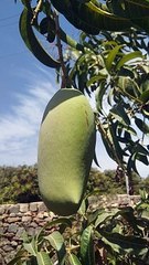 2024 ni keshar mengo