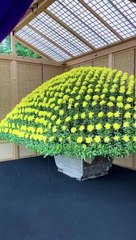 what a beautiful Japanese bonsai