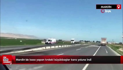 Mardin'de kaza yapan tırdaki büyükbaşlar kara yoluna indi