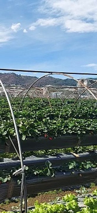 strawbery farm