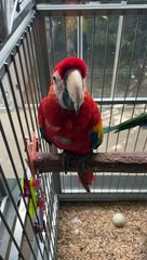 Macaw parrot for sale
