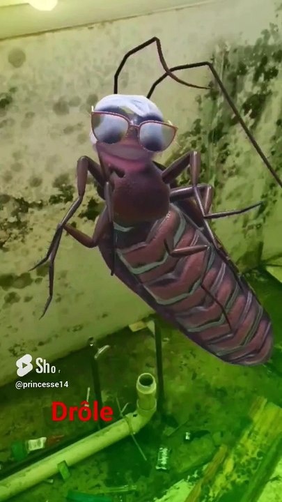 #funny #viral #comedy #drôle