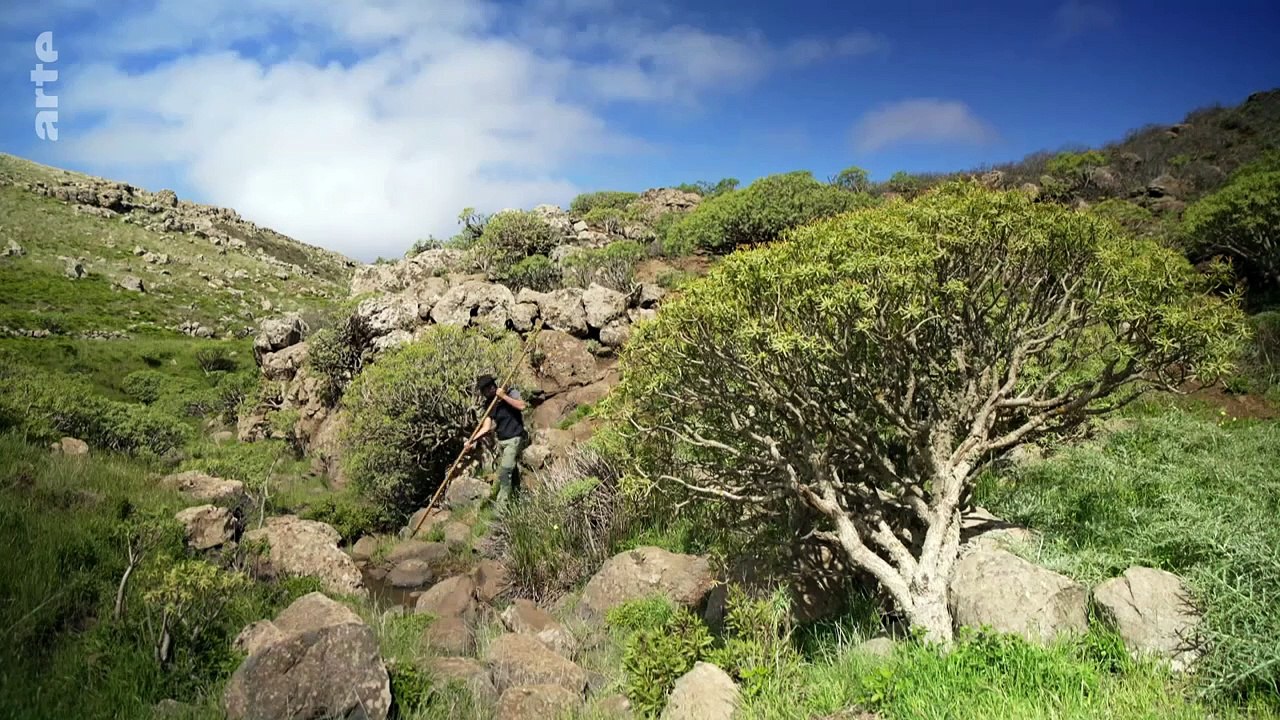Tenerife _ Canaries, les îles-volcans _ ARTE Family