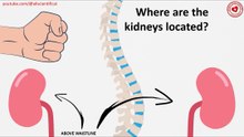 Where are the kidneys located?
