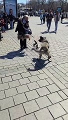 Sahibiyle gezen küçük köpeğe, sokak köpeği musallat olunca KÖH duruma müdahale ediyor 