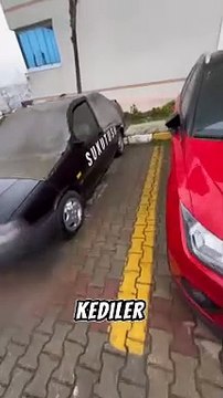 Eski arabasını kedilere tahsis edip onlara yuva yapan güzel insan