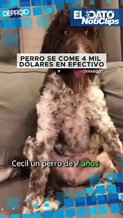 Perro se come 4000 dólares en efectivo.
