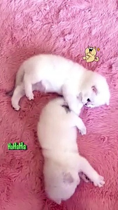 FUNNY CATS and DOGS & Animals 2024 - Funniest Animals Videos - New Funny Cats and Dogs Videos 2024