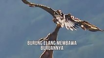 Burung Elang Membawa Buruannya