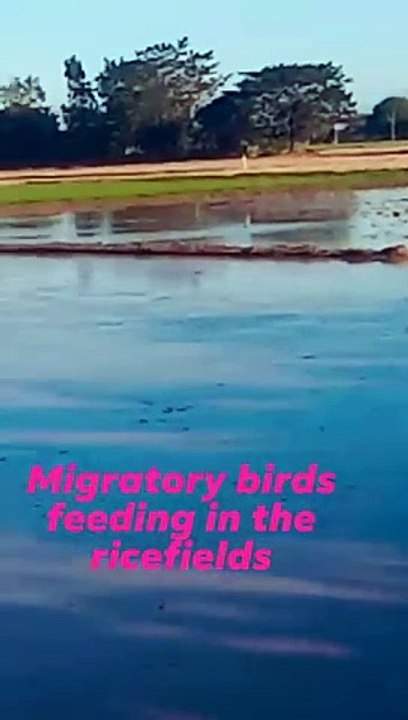 migratory birds