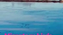 migratory birds
