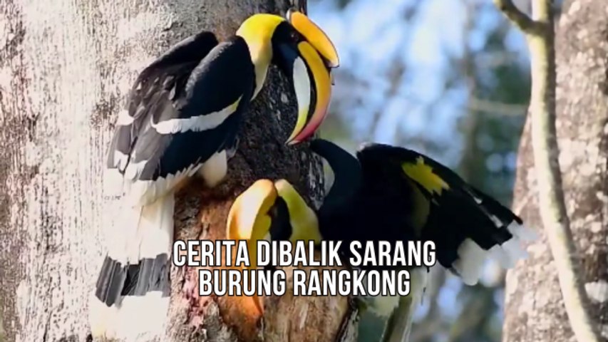 Cerita Dibalik Sarang Burung Rangkong