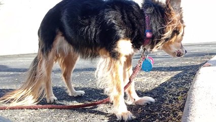 Ozzyta yelled at doggie walking by before our walk(unfilmed) but she warmed up & had some corndog VID_20240330_163034759
