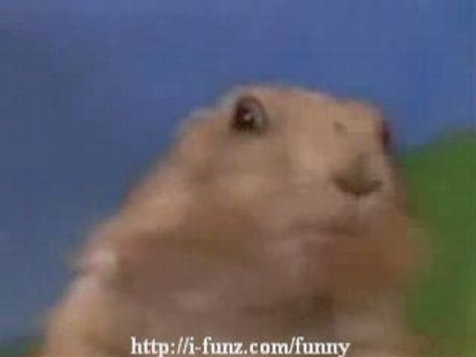 6. Dramatic Prairie Dog