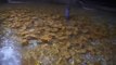 Golden flounder, Golden fish farm _ korean food_ Fish farm