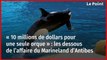 « 10 millions de dollars pour une seule orque » : les dessous de l’affaire du Marineland d’Antibes