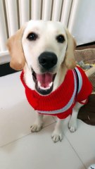 Puppy Cuddles: Impossibly Cute Overload 150