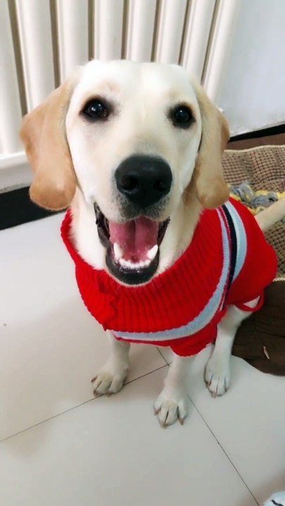 Puppy Cuddles: Impossibly Cute Overload 150