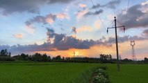 Windy summer evening sunset over rice fields