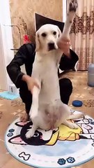 Playful Pups: A Celebration of Puppy Energy 0018