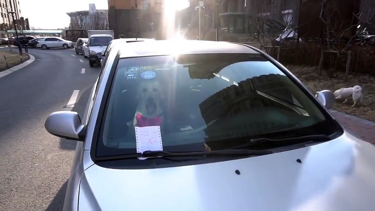 Furry Friends: An Adorable Puppy Parade 0007