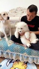 Puppy Pals: A Celebration of Friendship 0017