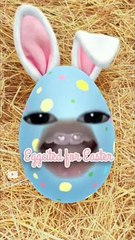 #viral #funny #comedy #cute #drôle #challenge #music #surprise #animal #gaming (2)