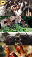 Ancient Animal || Acharya Prashant