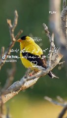 VID-20240319-WA0005