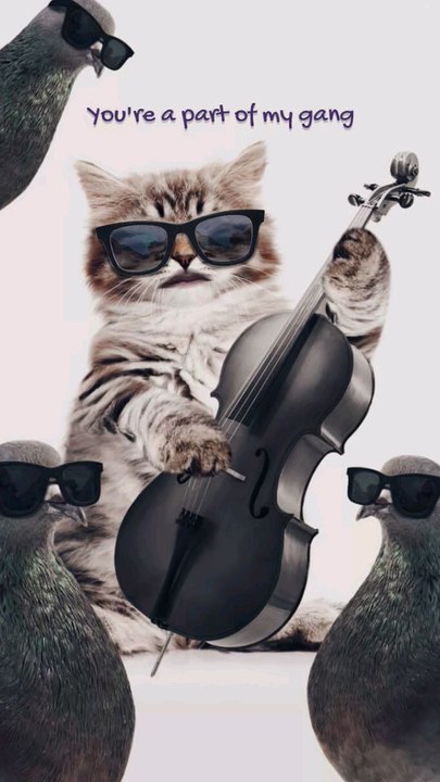 Gatto Rok